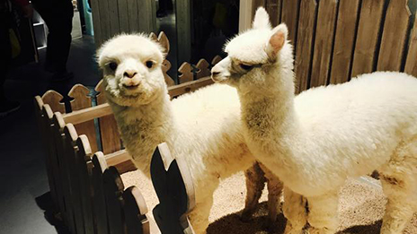 家居賣場開動(dòng)物樂園，羊駝、土撥鼠等600只動(dòng)物齊聚